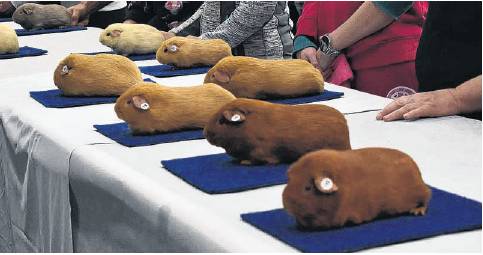 Guinea pigs at a previous national cavy show. PHOTO: SUPPLIED