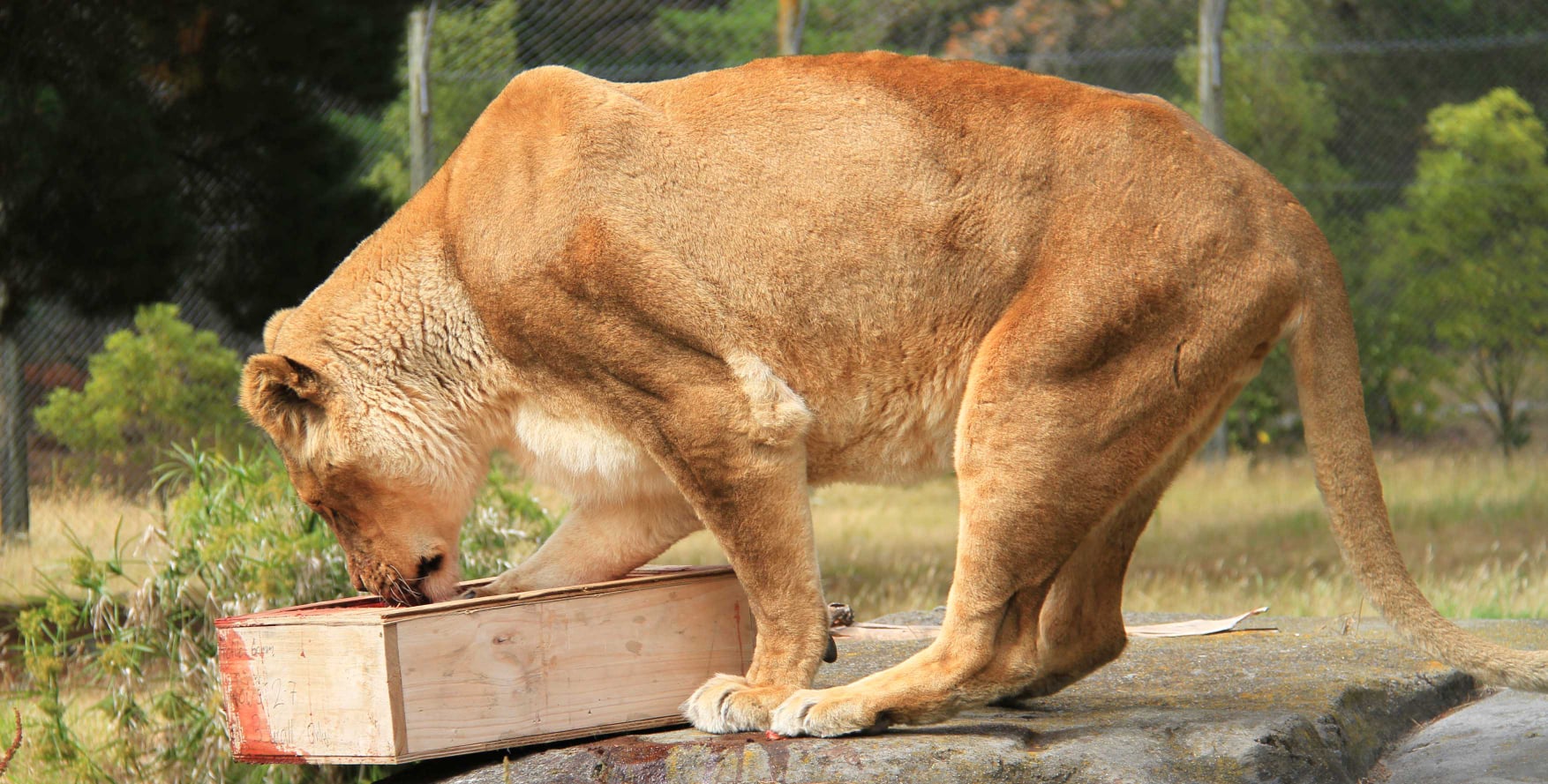 A lion at Orana Wildlife Park. Photo: Supplied