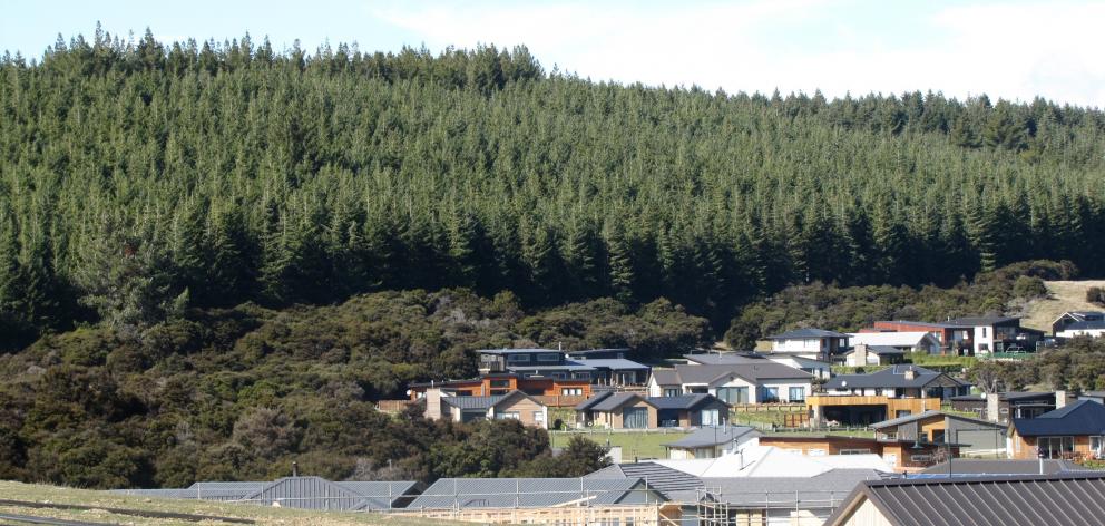 A blaze broke out by the edge of Sticky Forest. Photo: ODT files