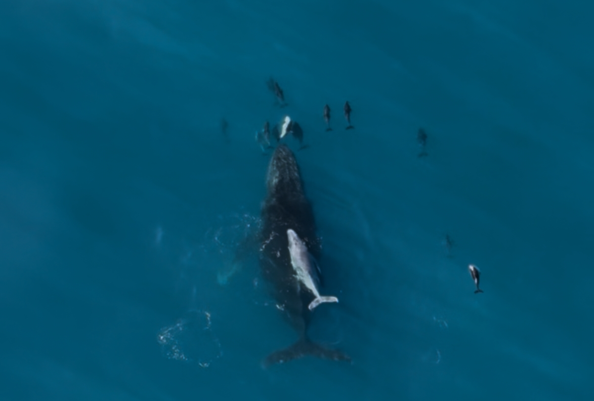 Humpback mother supporting its new born calf in Kaikōura