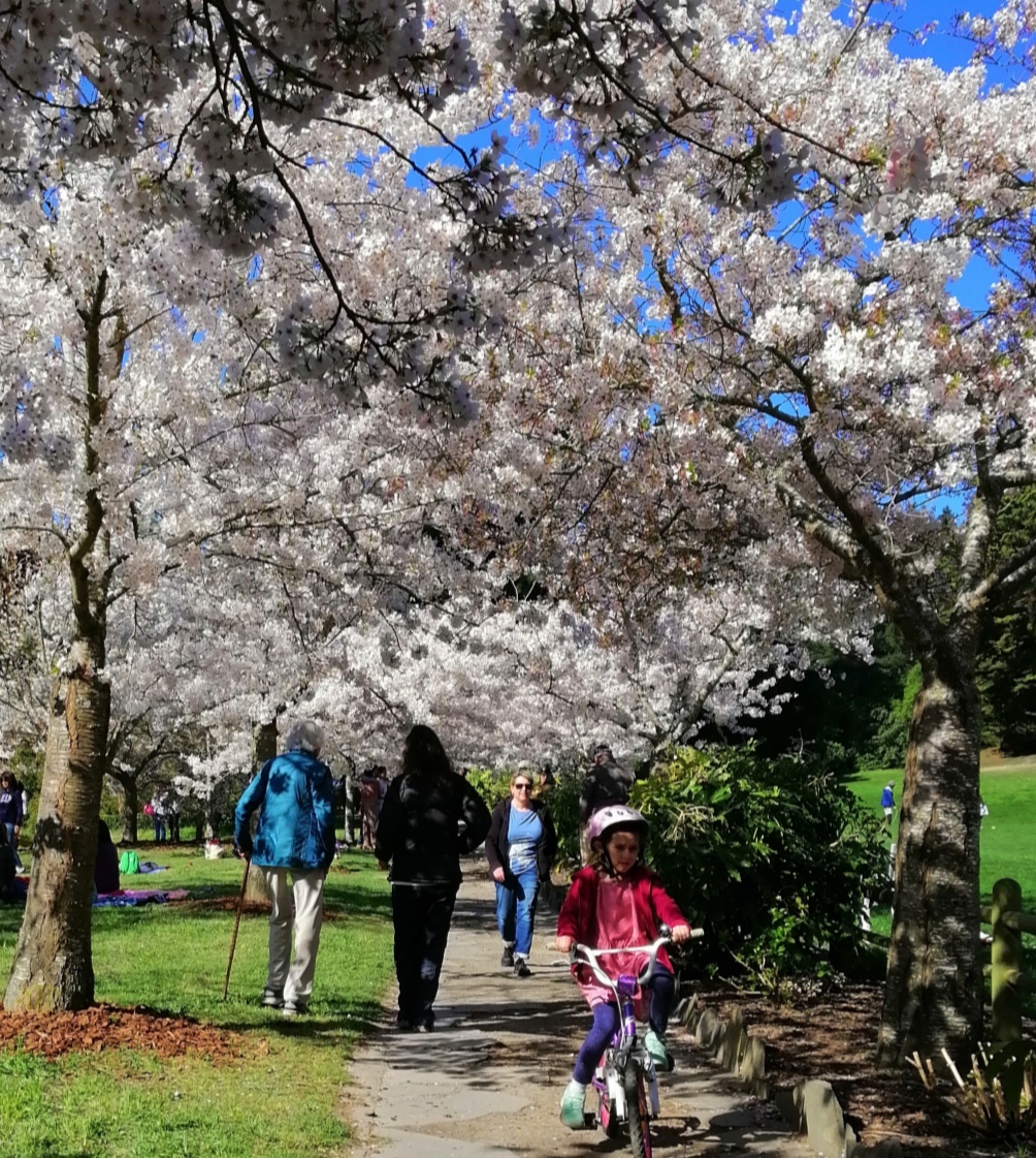 The cherry blossoms were out in Christchurch as the city swelters in 24 deg C temperatures. Photo...