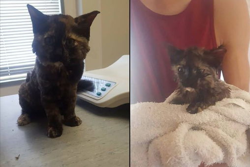 Hazel sustained burns to her face and body. Photo: Paws Justice 