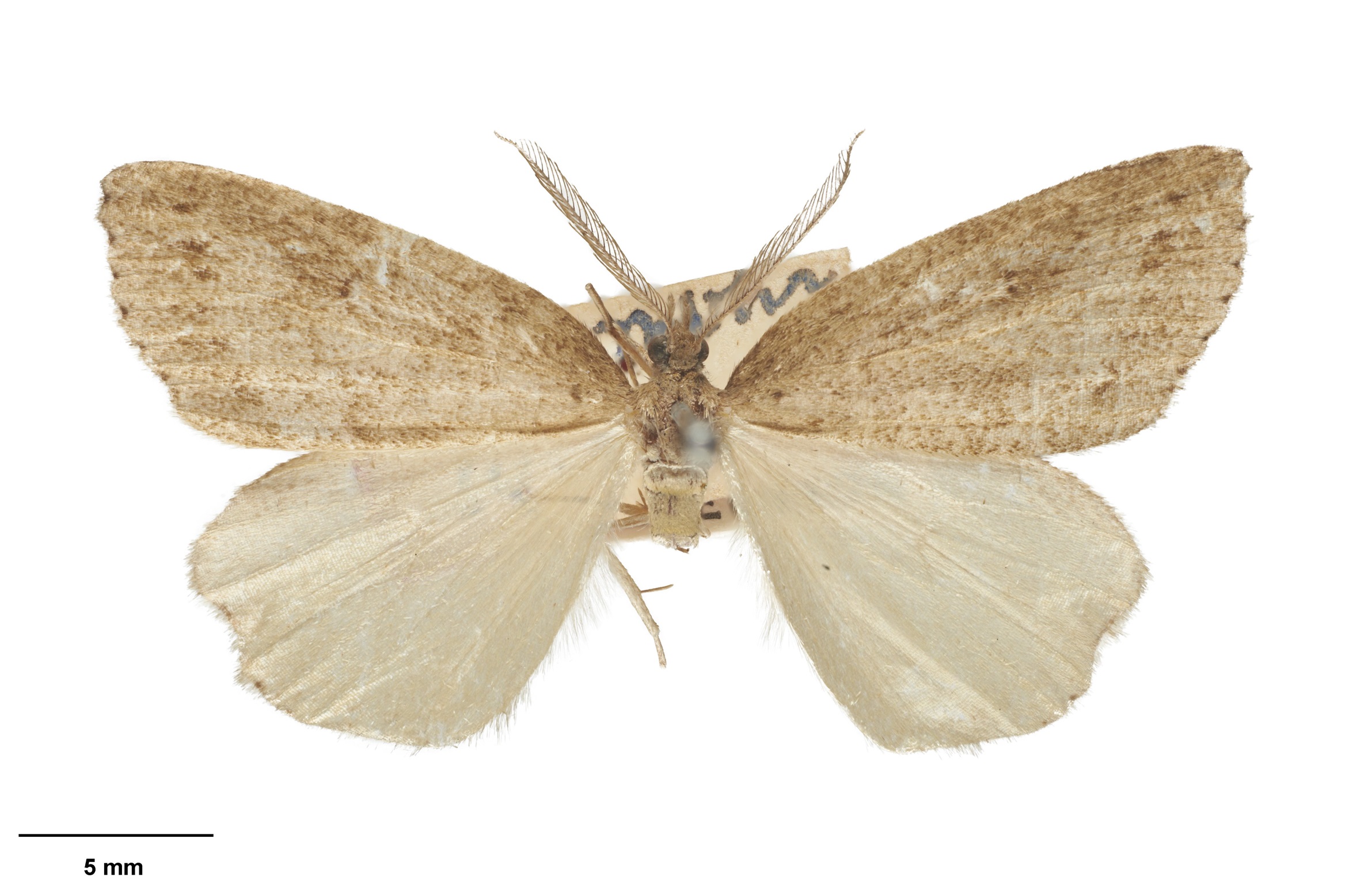 One of the threatened moths found within the Bendigo-Ophir mine site: Pseudocoremia cineracia....