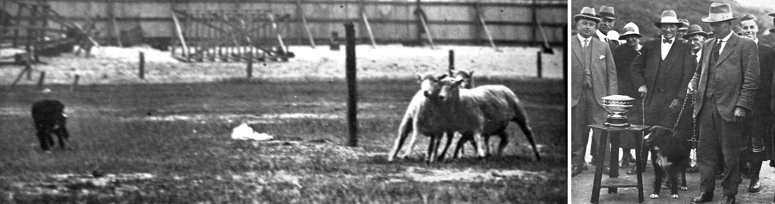 Champion dog Mack at the exhibition sheepdog trials. Owner Mr J. Donald, of Paerau (right), with...