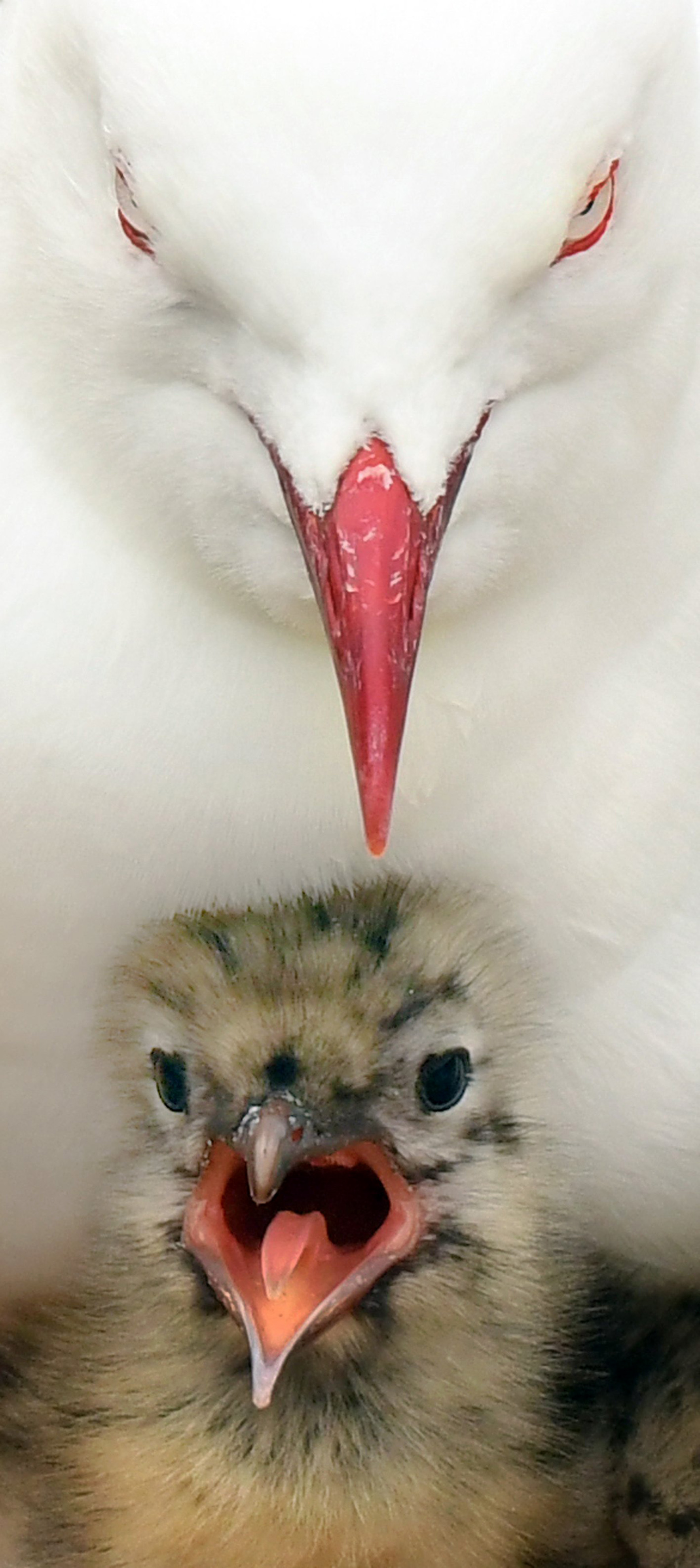 A  female red-billed gull cradles her chick at a colony at Taiaroa Head. PHOTO: STEPHEN JAQUIERY