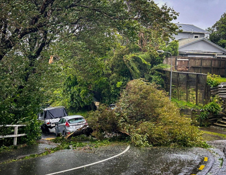 A fallen tree on a road in Newlands, Wellington. Photo: RNZ