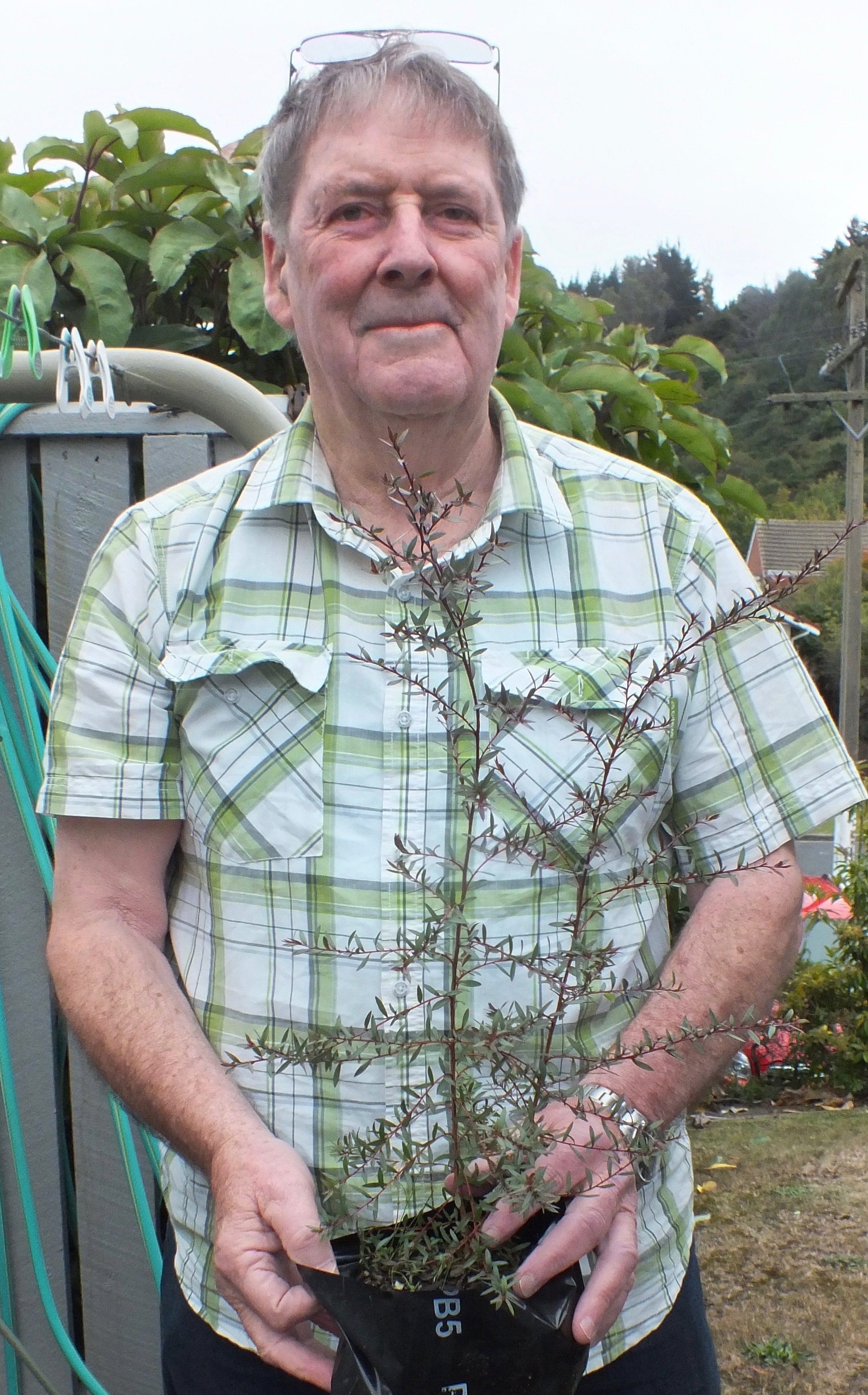 Peter Shone  with one of the manuka he grew from seed. PHOTO: GILLIAN VINE