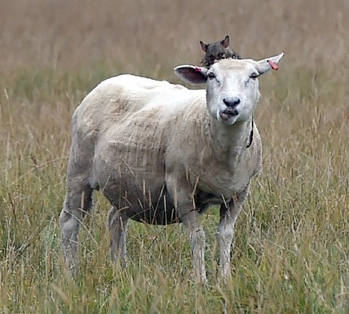 A possum rides on a sheep at George Davis' property on the Taieri. Photo: Peter McIntosh
