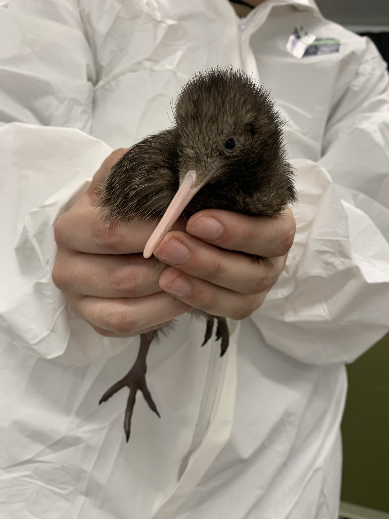 Kiwi Park Queenstown’s new kiwi chick, which hatched late last month. PHOTO: SUPPLIED