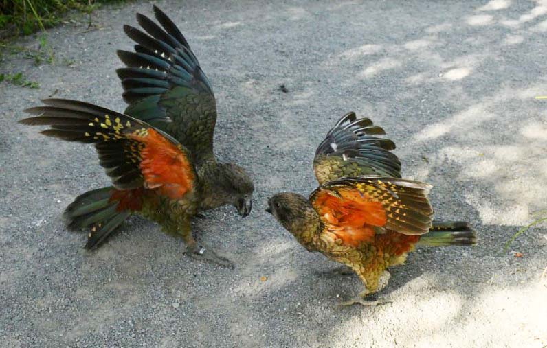 Bruce compensates for the lack of his beak. Photo: Supplied / Ximena Nelson