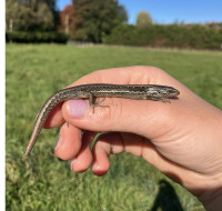 A number of southern grass skinks were rehomed so the bridge can be built. Photo: NZTA