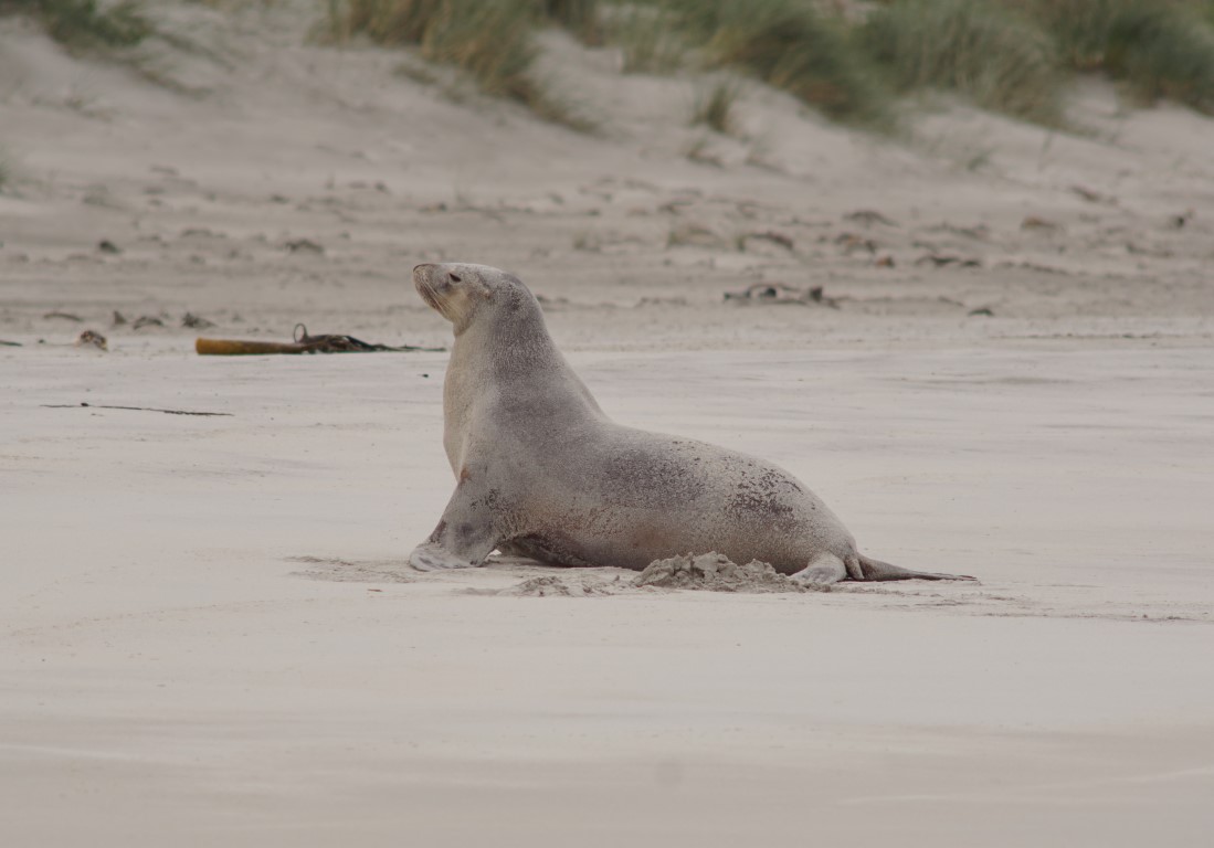 Sea lion walking on Allans Beach. 