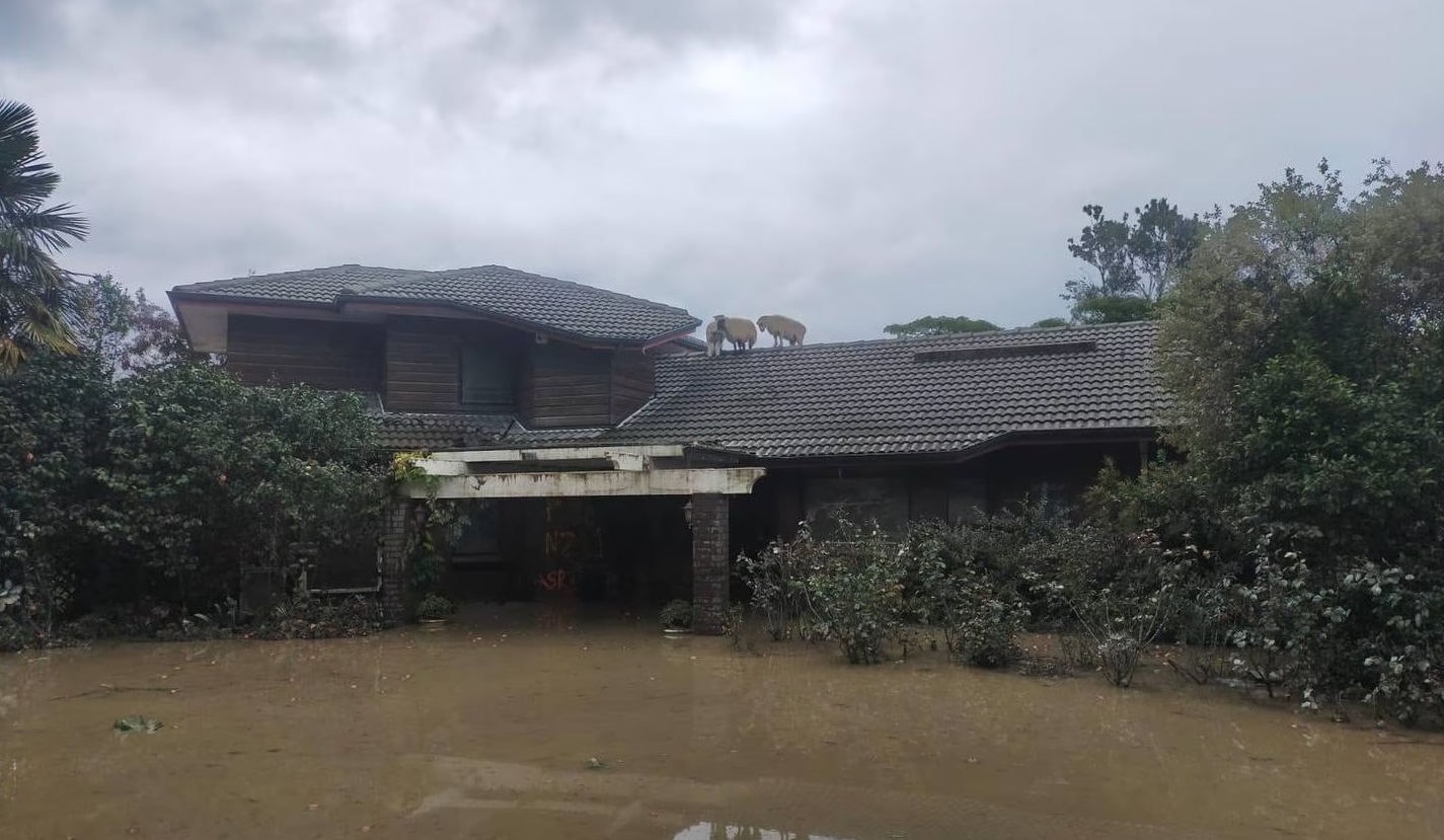 The sheep pictured trapped on the roof. Photo: Supplied