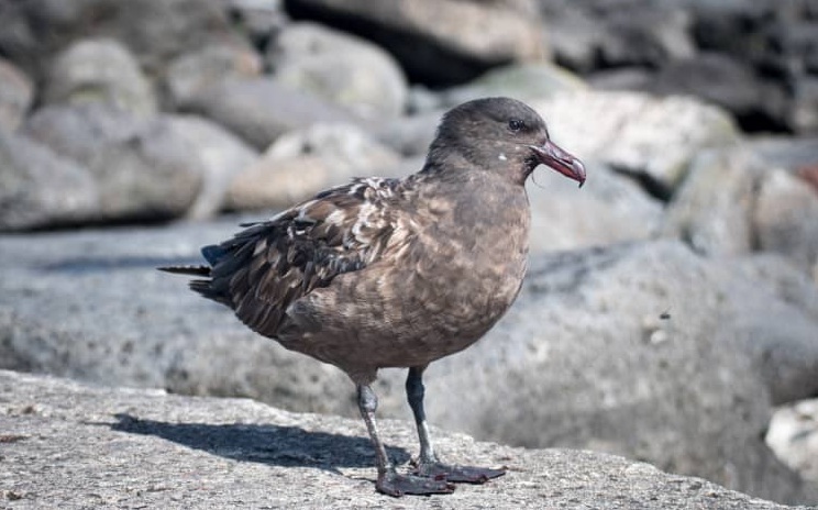 A brown skua found on Petone Beach returned a positive test for H5 bird flu. File photo: Antoine...