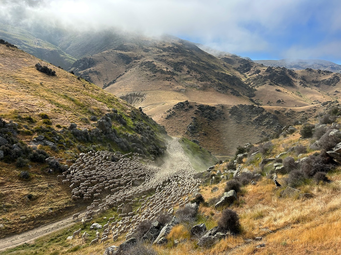 Wethers Going Back To The Hills by Douglas Smith won the Fine Wool Pix Competition in Alexandra....