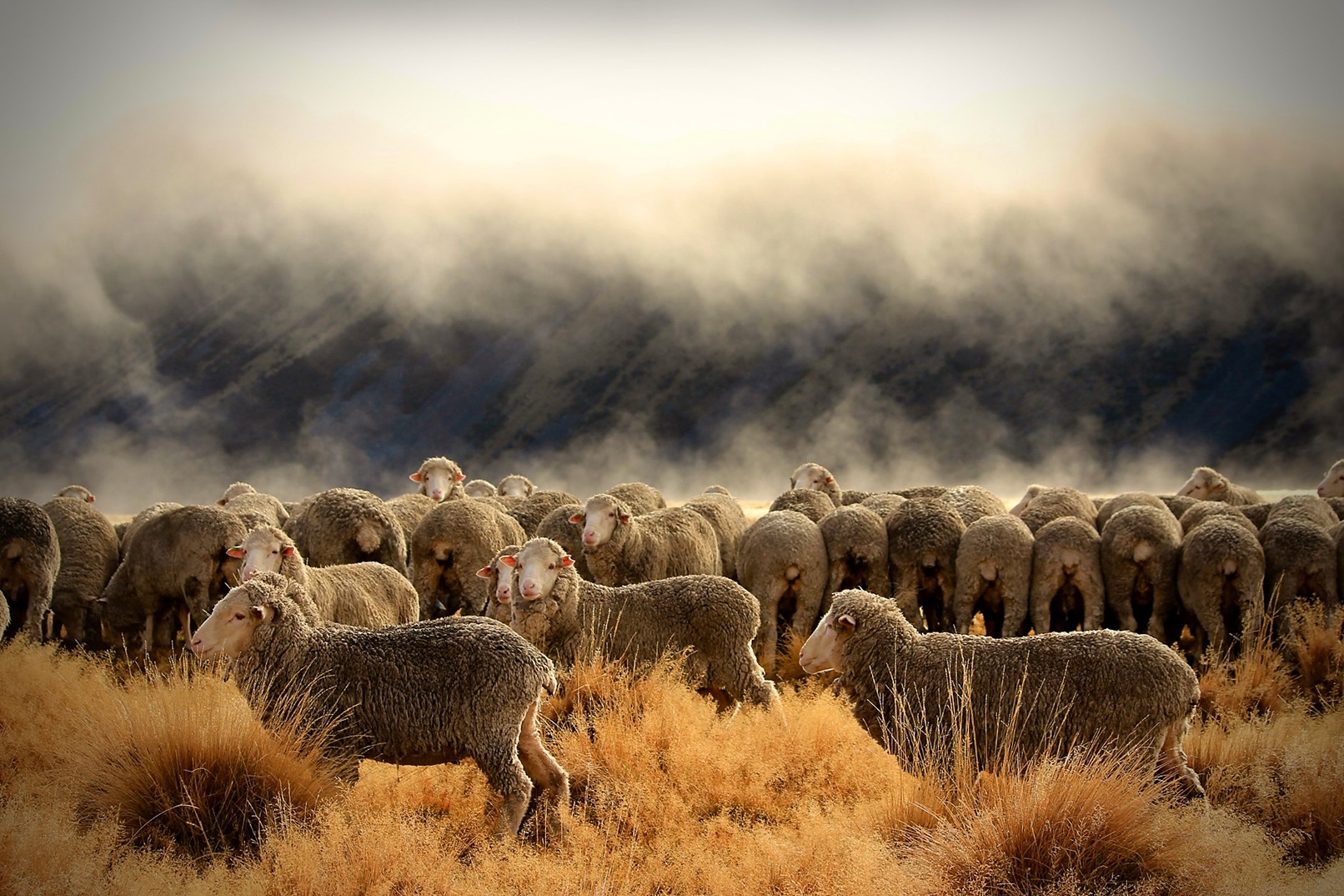Merino Mist by Greta Murray placed second at the Fine Wool Pix Competition in Alexandra. Photo:...