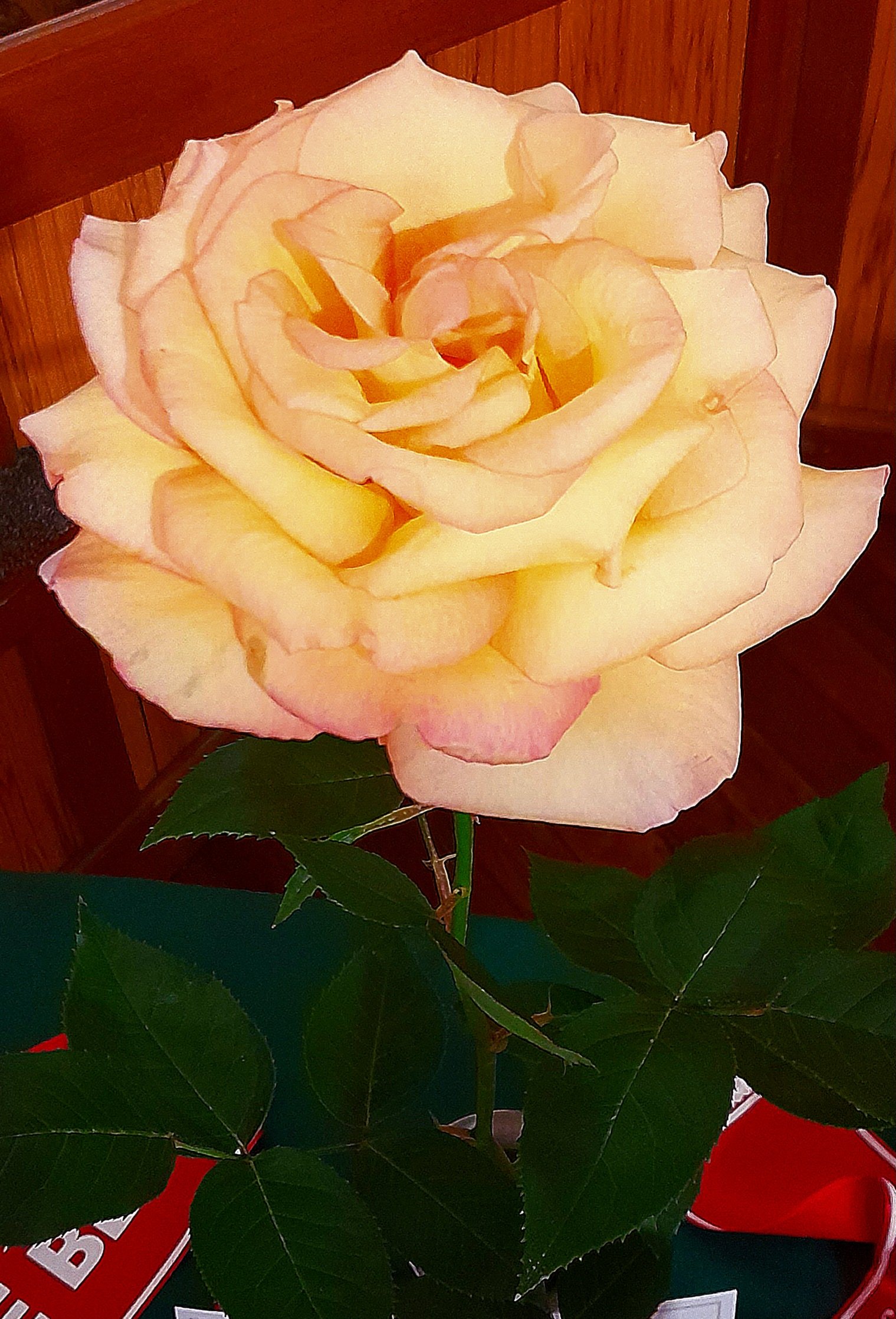 The champion fully open large rose was ‘‘Solitaire’’, entered by Michael and Marian Brown, North...
