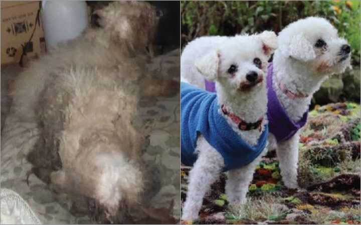 Poodle siblings Daisy and Lola were found neglected for almost two years. Photos: SPCA