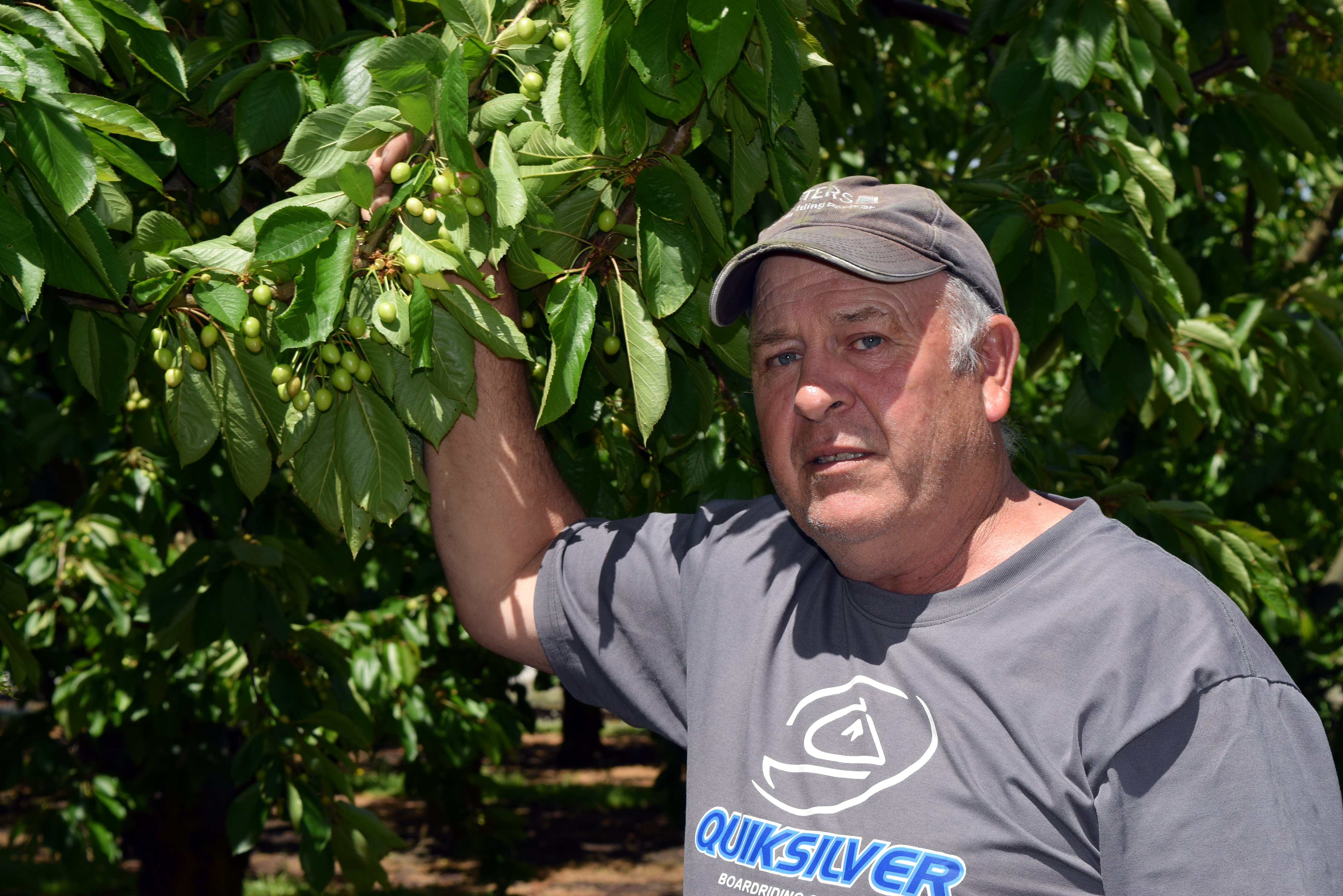 The Big Cherry owner Chris Toms inspects cherries he fears may go to waste on his Teviot Valley...