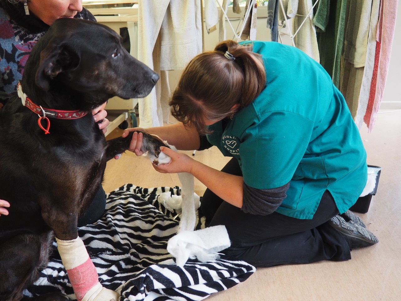 Black Labrador-huntaway cross Meg is treated by vet nurse Angela Martelli.  PHOTO: SUPPLIED