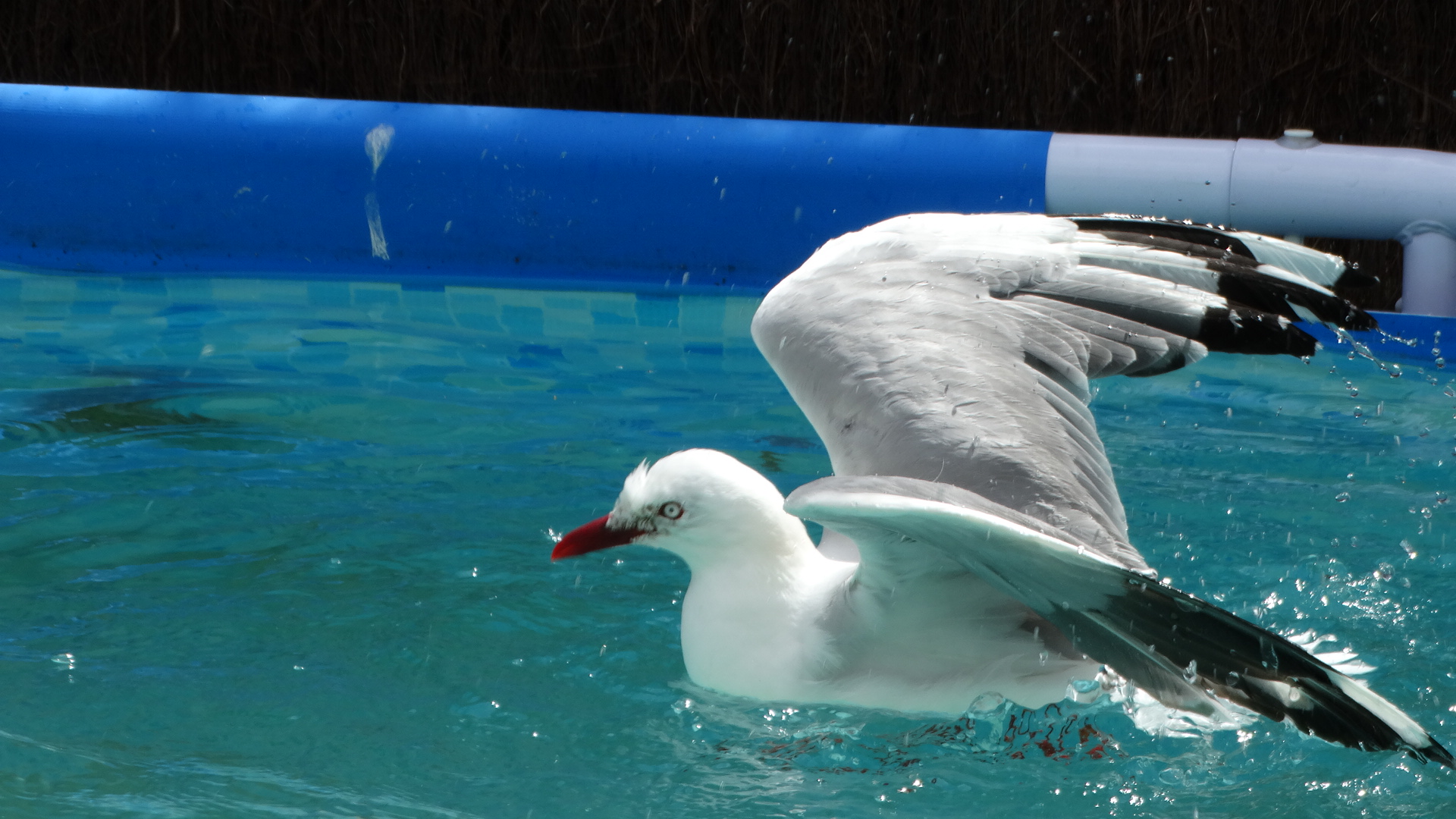 A juvenile red-billed seagull enjoys a bath and works on strengthening his wings in the rehab...