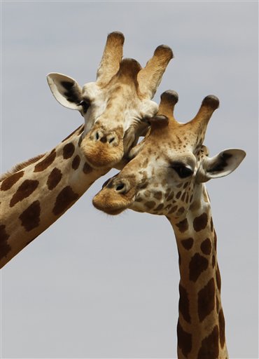 a_pair_of_giraffes_from_africa_s_most_endangered_g_6078643944.jpg