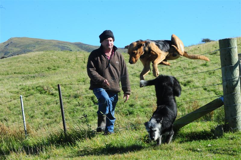 City Dog Fee Discrepancies Ridiculous Otago Daily