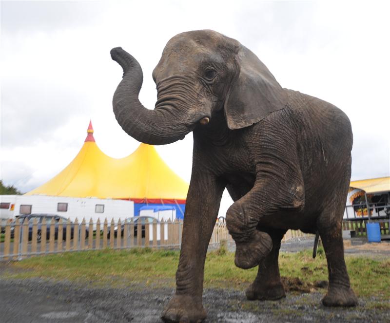 Pub helps solve Jumbo problem | Otago Daily Times Online News - 800 x 663 jpeg 58kB