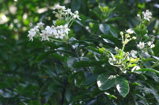 Heavenly Scents For Winter Otago Daily Times Online News