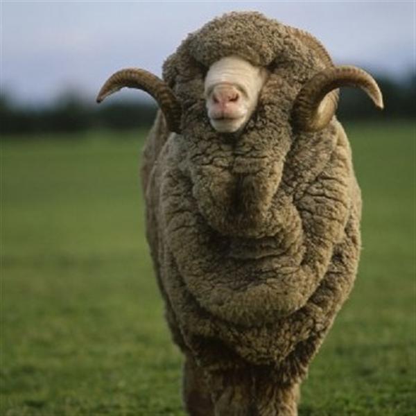 Future Of Sheep Farming Not Flash Otago Daily Times Online News