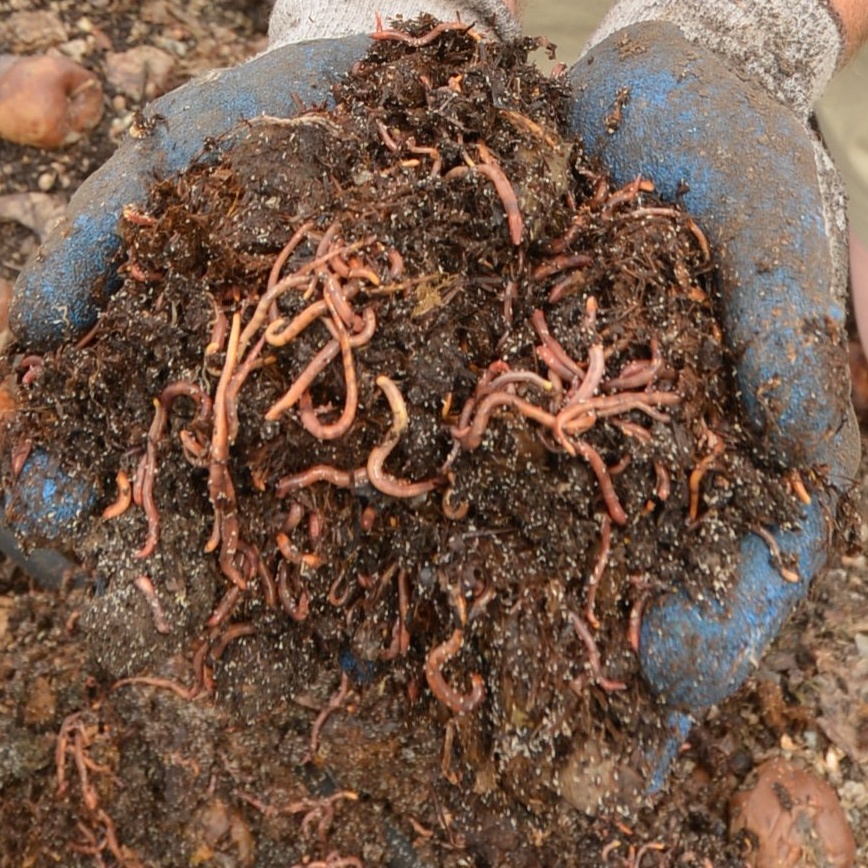 We worm farmers will risk all for success | Otago Daily Times Online News