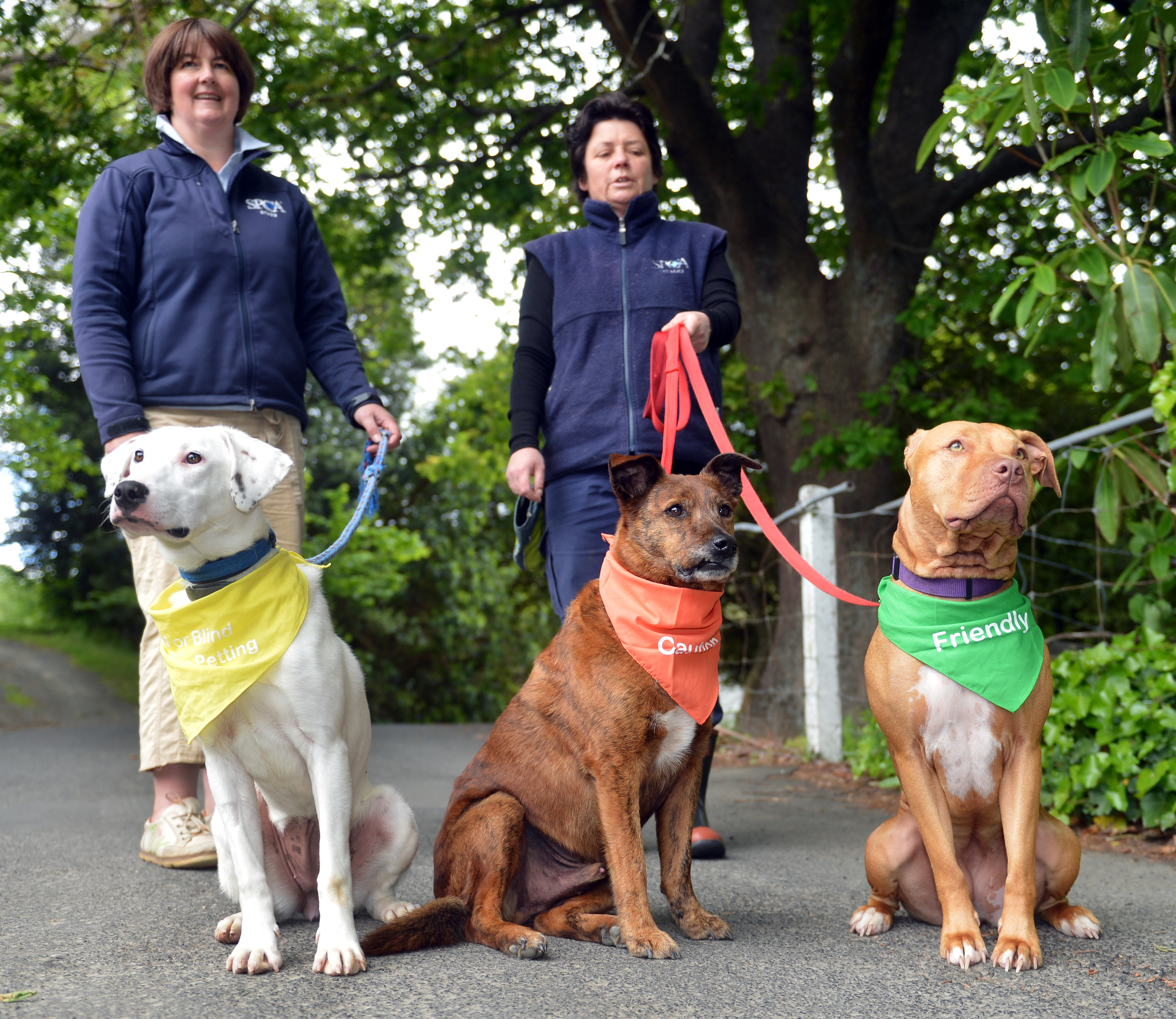 Traffic light deals dog leads