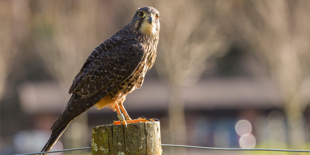 DoC investigate after young protected falcon shot dead. Photo: NZ Herald