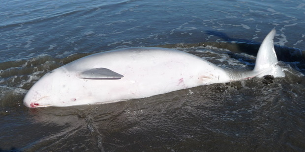 A Pigmy sperm whale was stranded on the beach. Photo: NZ Herald