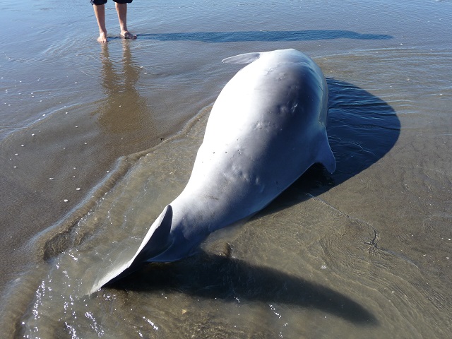 The whale was successfully refloated. Photo: NZ Herald