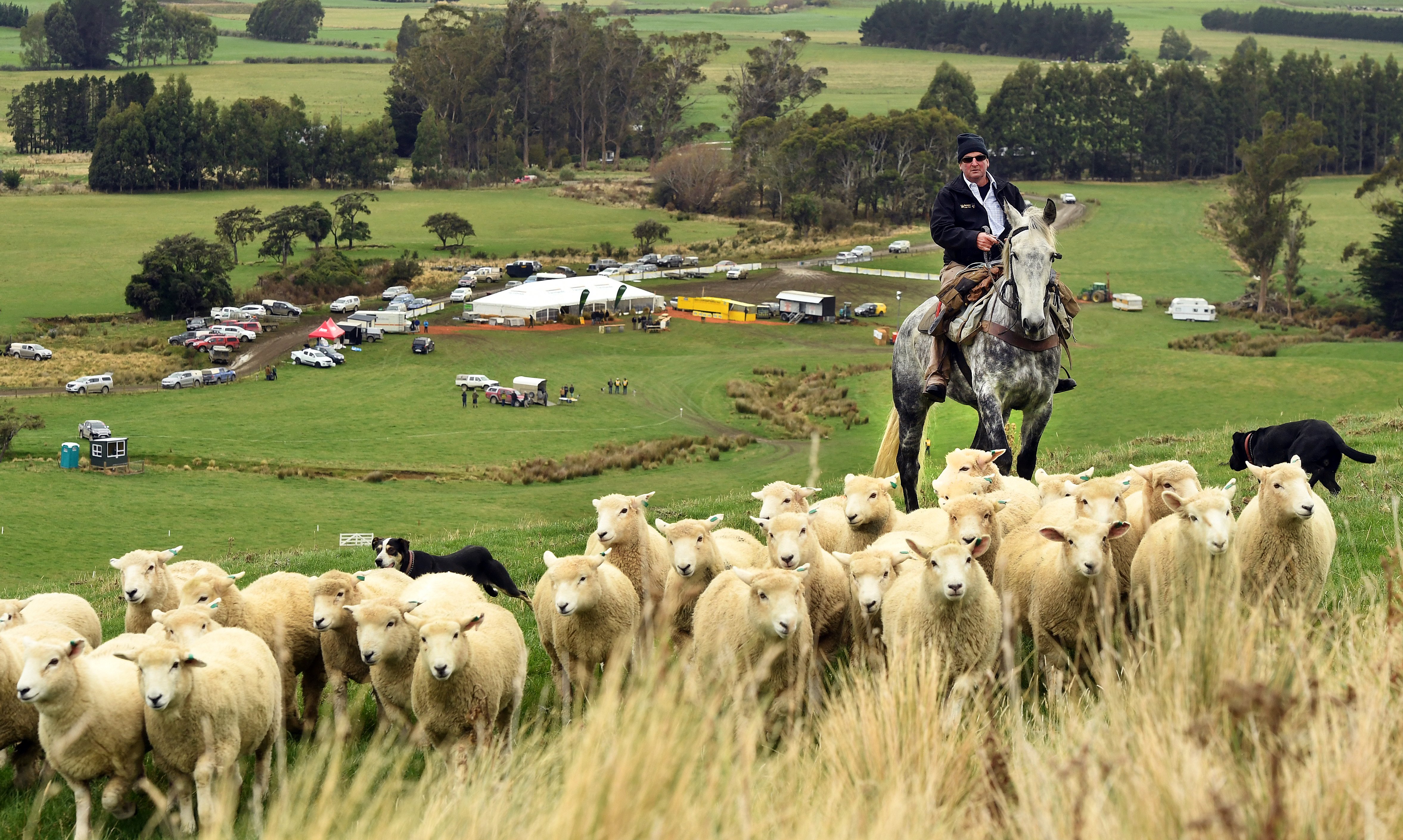 Dairy farmer Derek Brown musters sheep on his horse, Wong, during the South Island sheep dog trial championships on Monday. Photo: Stephen Jaquiery.
