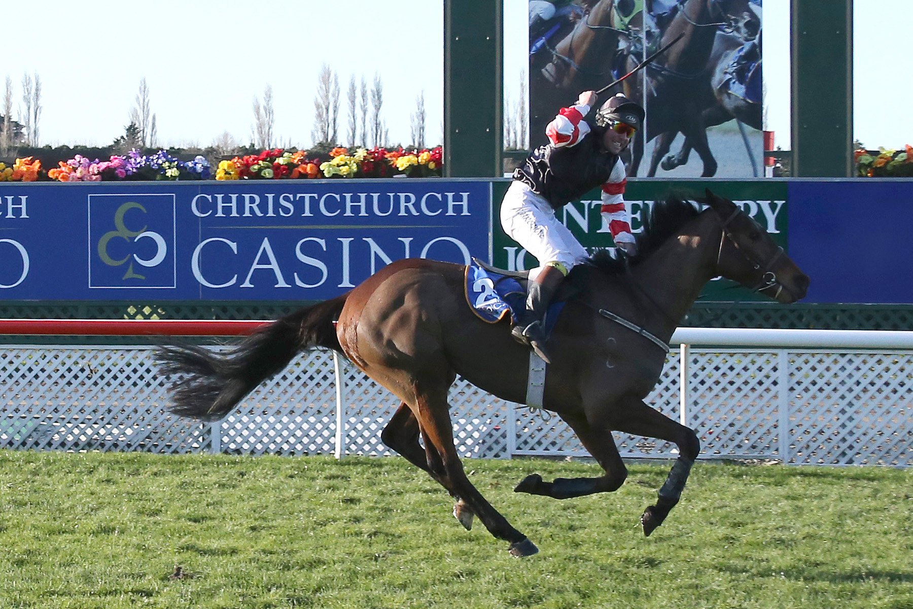 2014's Grand National Hurdle winners at Riccarton, Gargamel and rider Alan Browne, reunite for the first time this season at Riverton today. Photo: Race Images ChCh.
