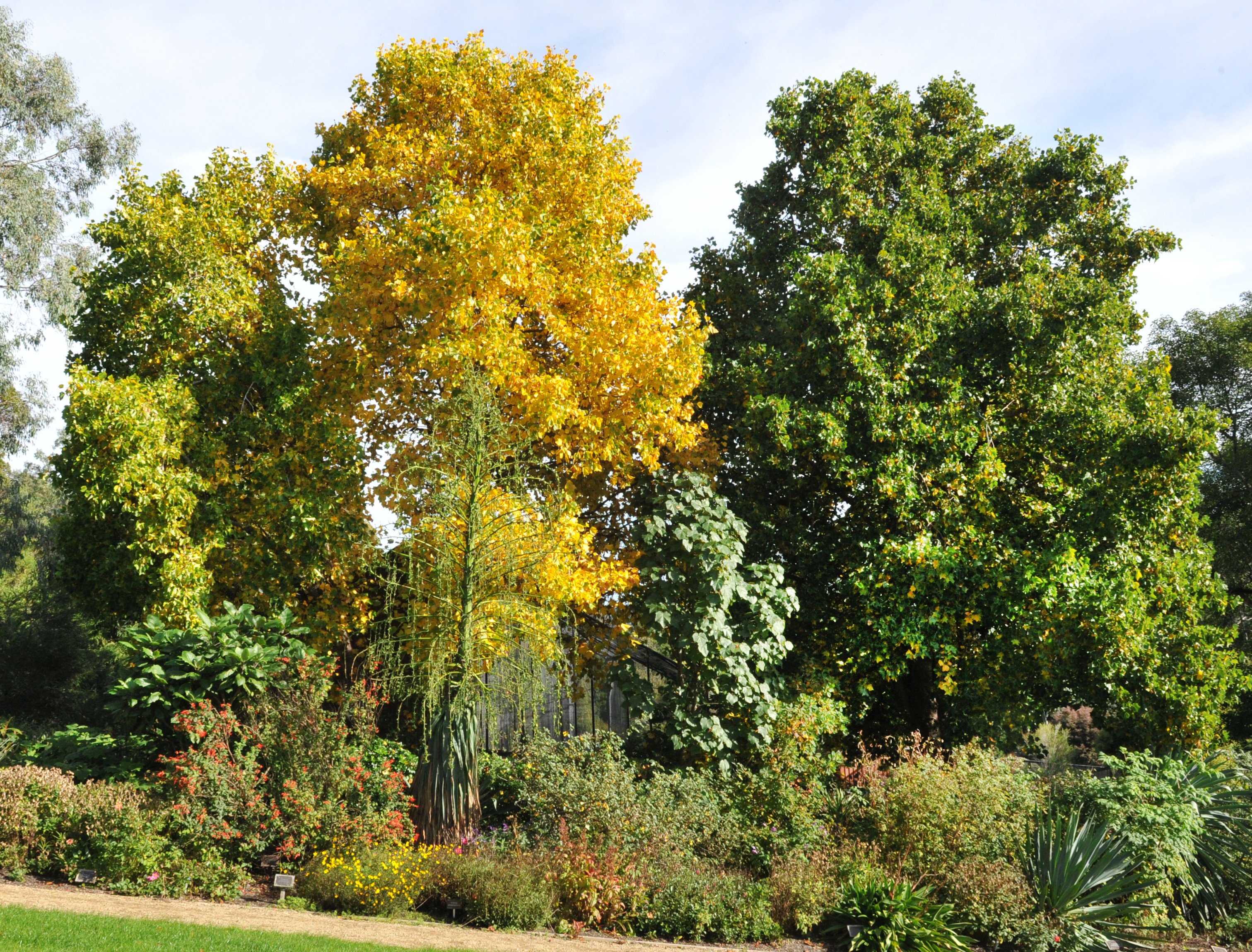 Liriodendron tulipifera. Photo: Christine O'Connor.