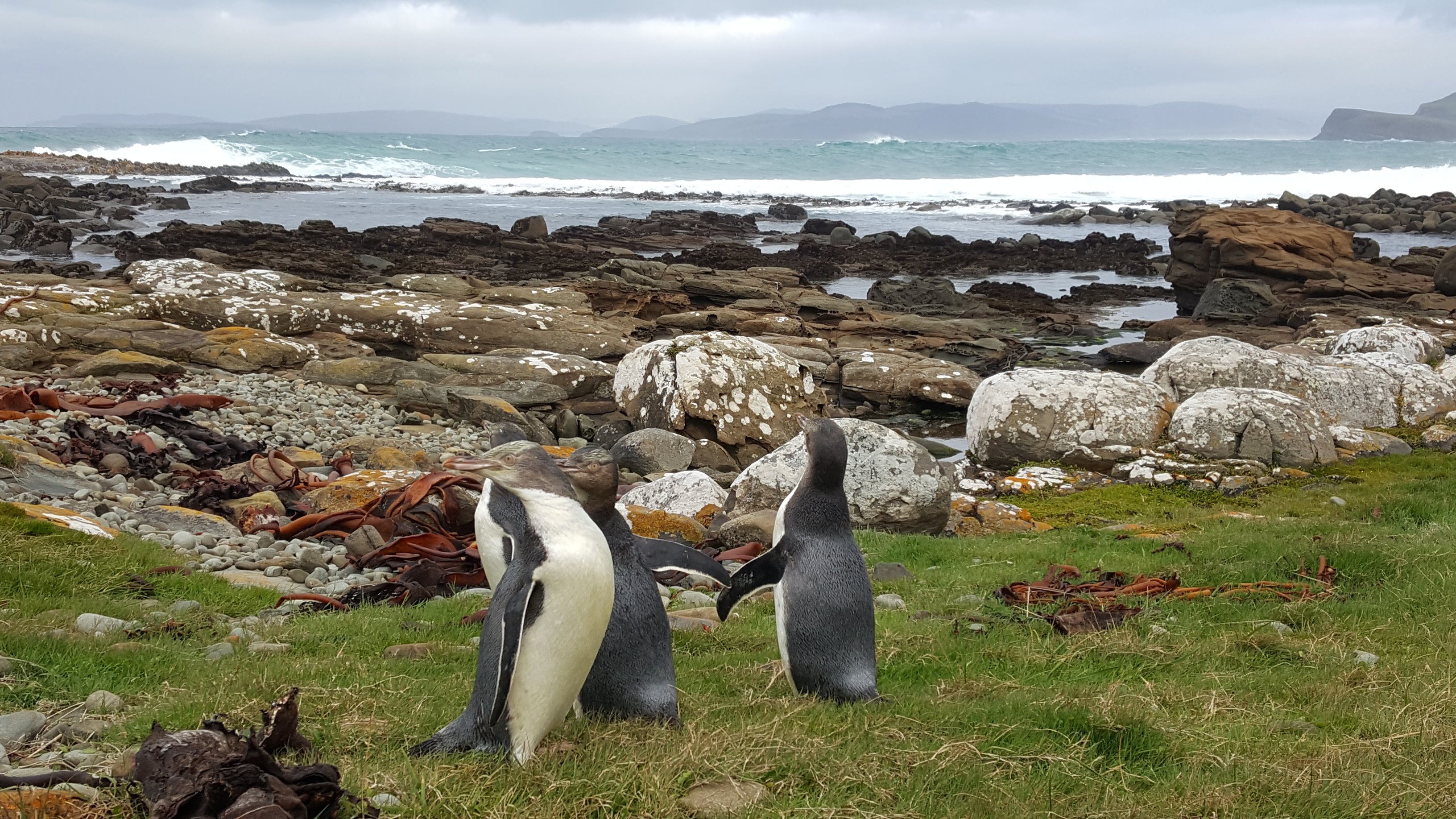 Yellow-eyed penguins after being returned to Long Point, in the Catlins, in March. Photo: Yellow...