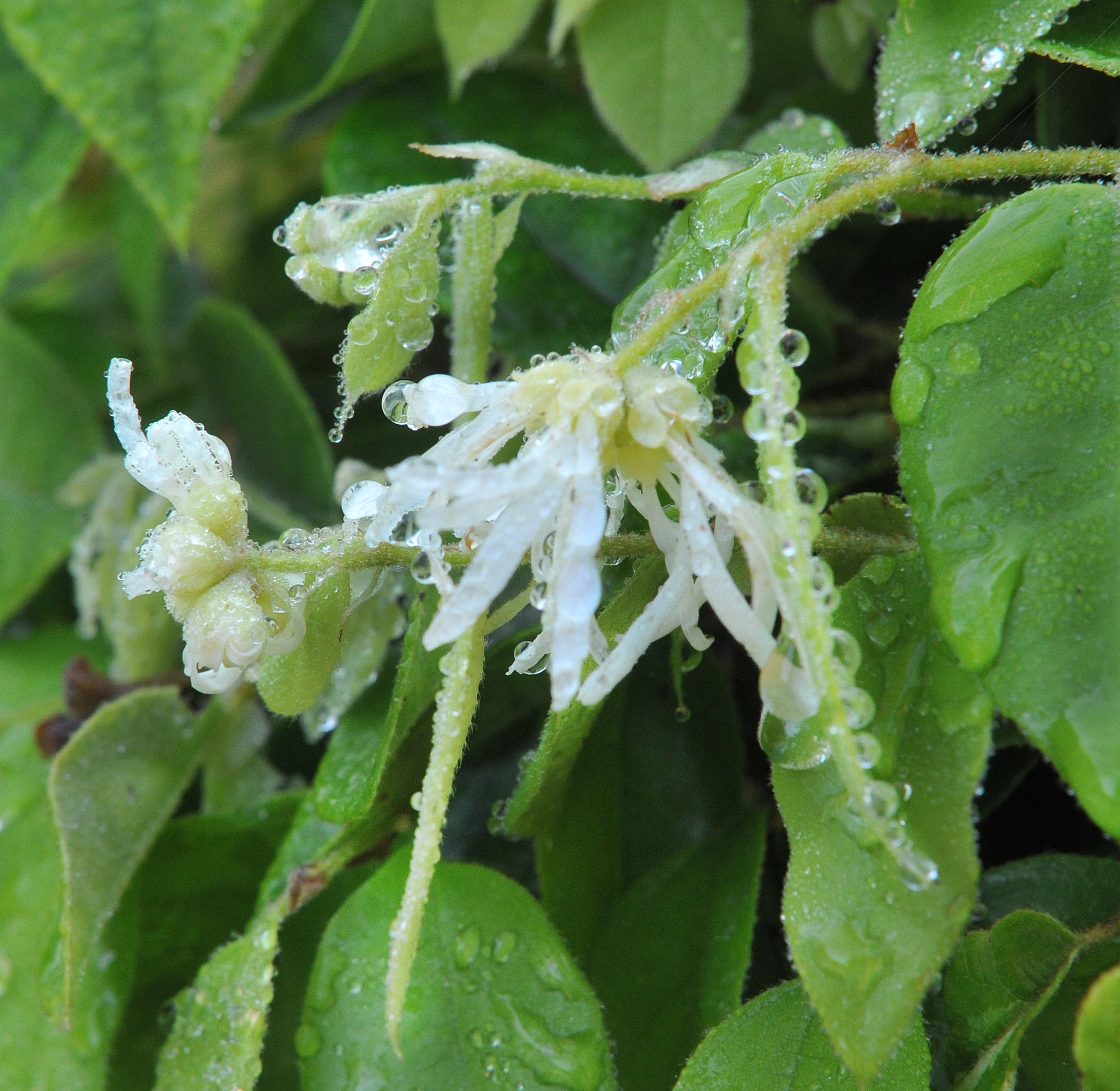 Loropetalum chinense. Photo: Christine O'Connor.