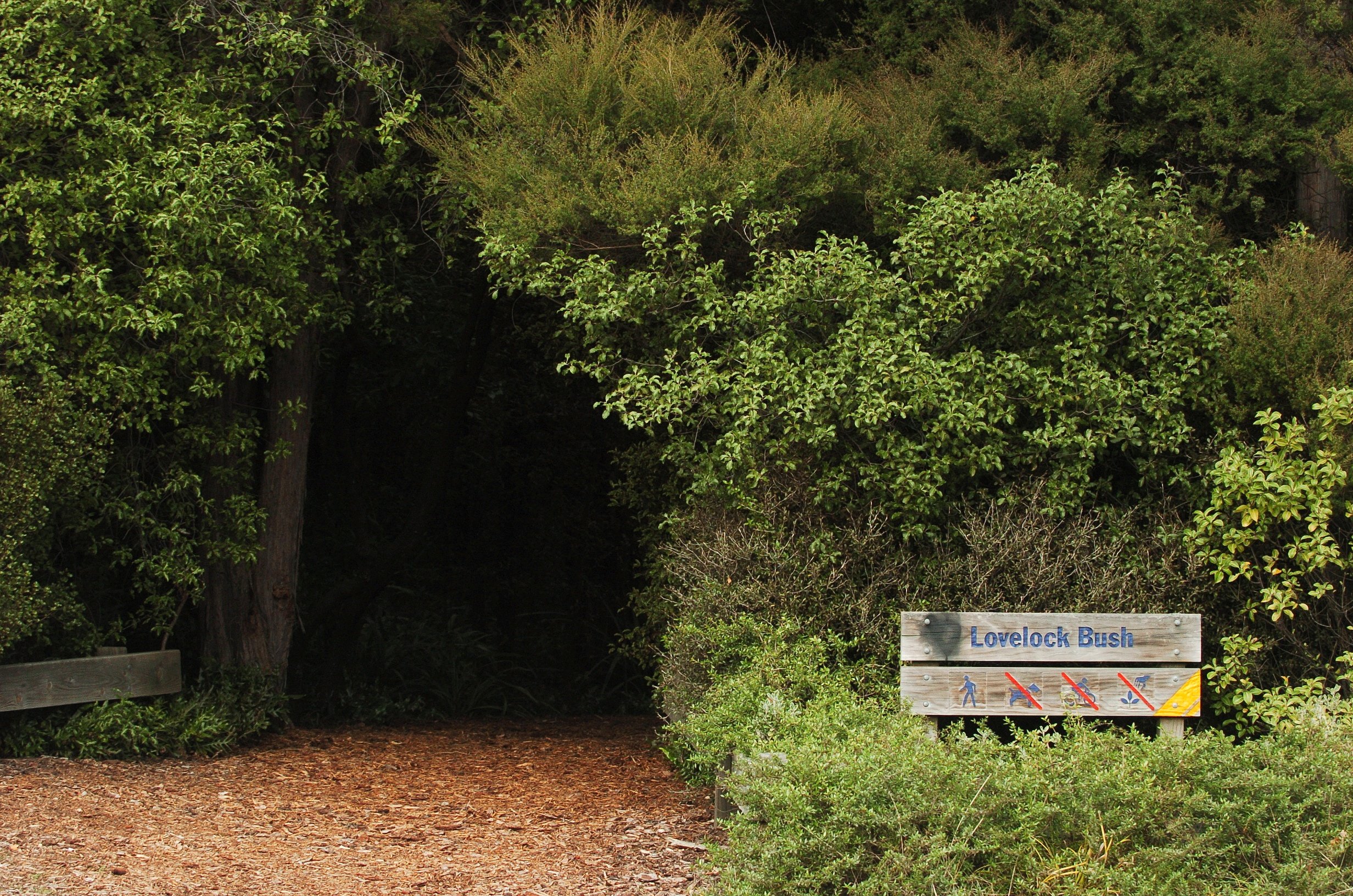Lovelock Bush at Dunedin Botanic Garden. Photo: Peter McIntosh.