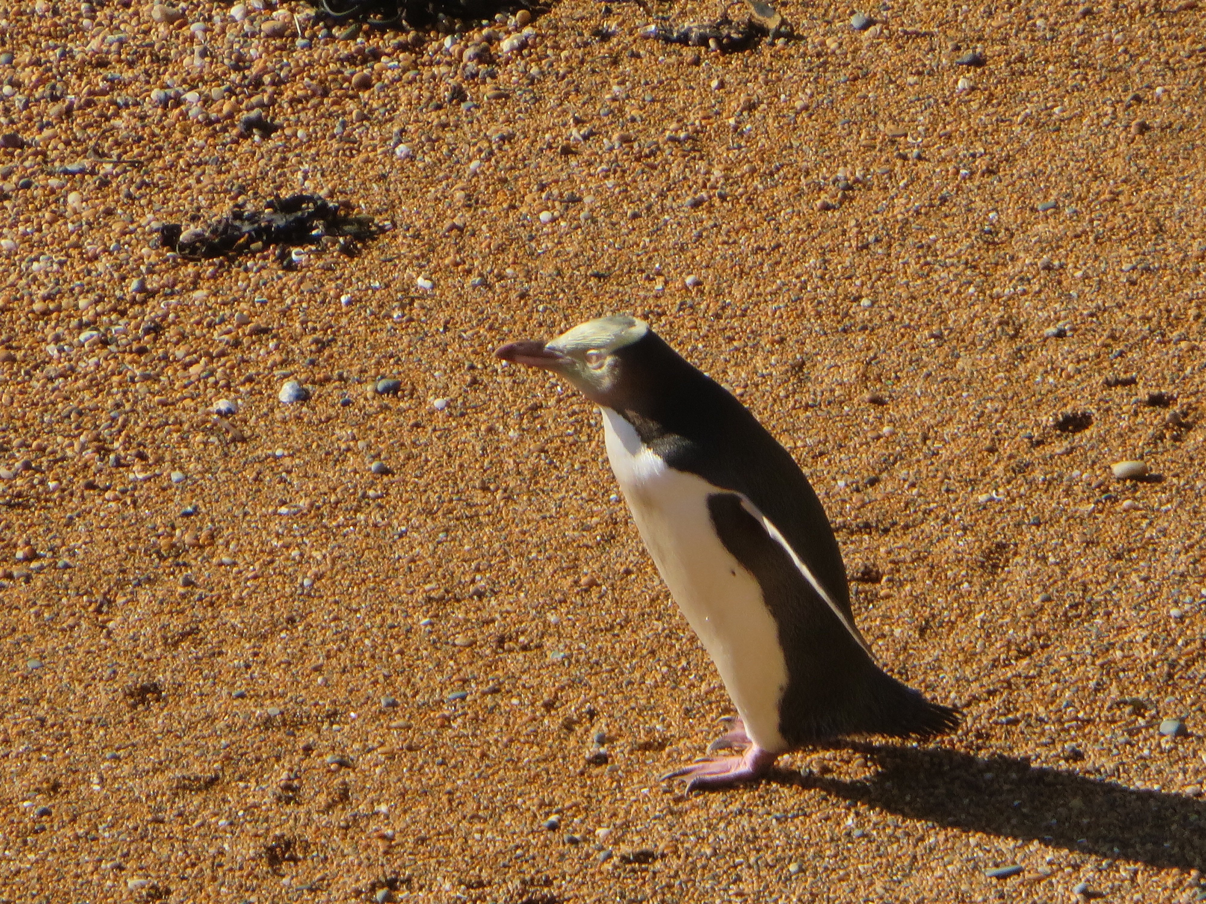 A yellow-eyed penguin on a beach. Photo: Shannon Gillies.
