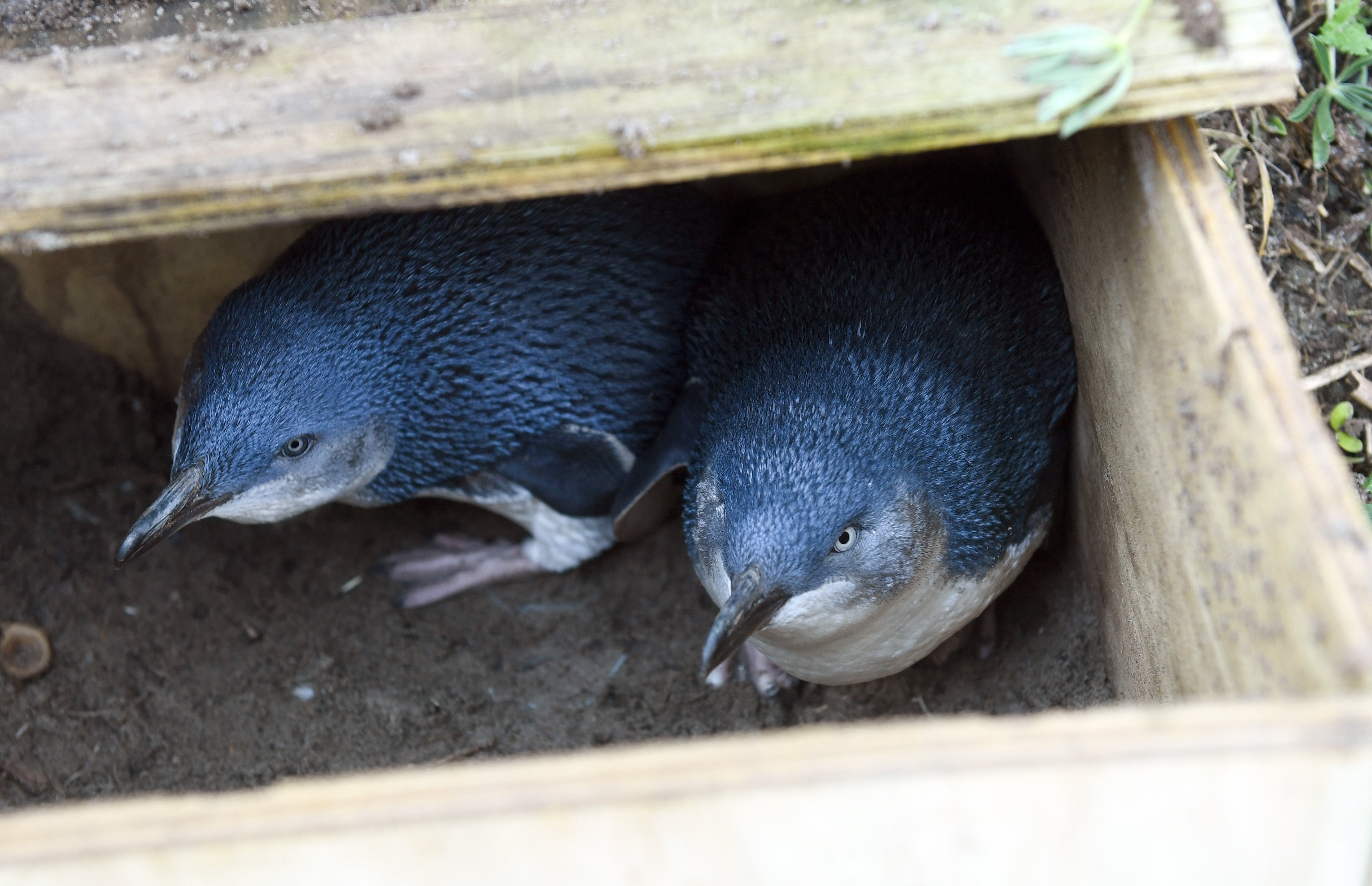 Wildlife not badly affected, groups say