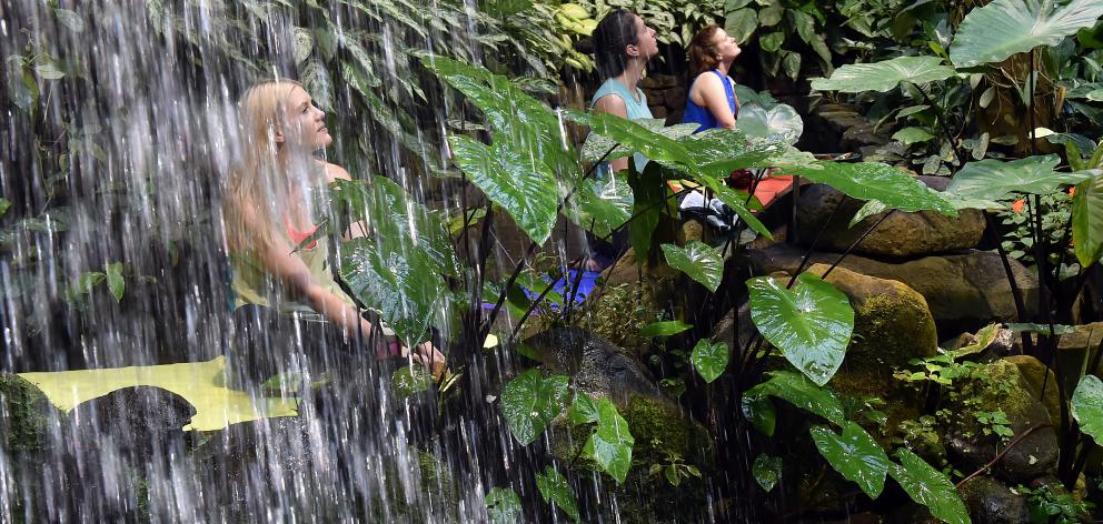 Participants take part in a hot yoga session in the Tropical Forest at Otago Museum. Photo by...