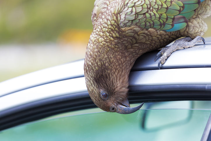 An increasing number of reports say kea are causing damage in a Hokitika subdivision. Photo Getty