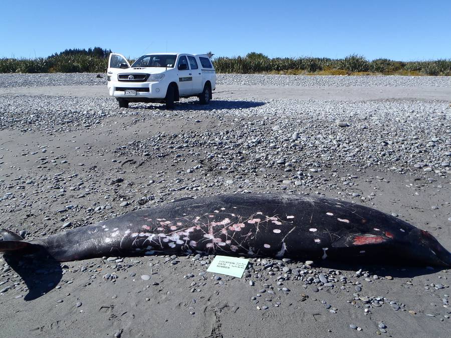 The whale's beak was cut off with a chainsaw. Photo / DOC