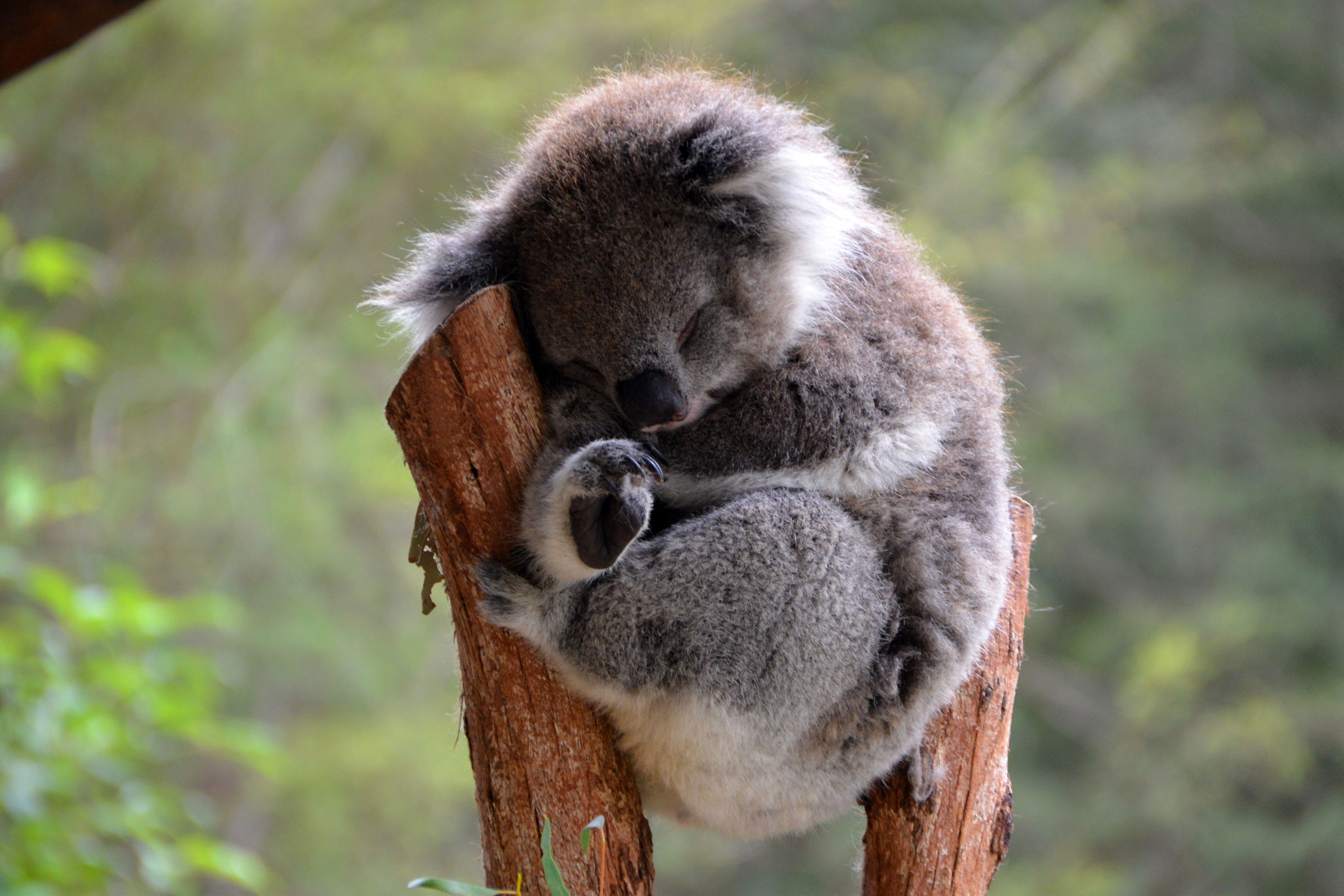 Сколько спят коалы. Коала. Спящие коалы. Куала животное. Милая Куала.