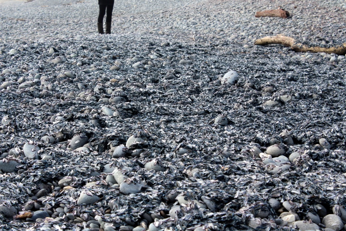 Tens of thousands of the jellyfish-like creatures washed up on Greymouth beaches last week. Photo...