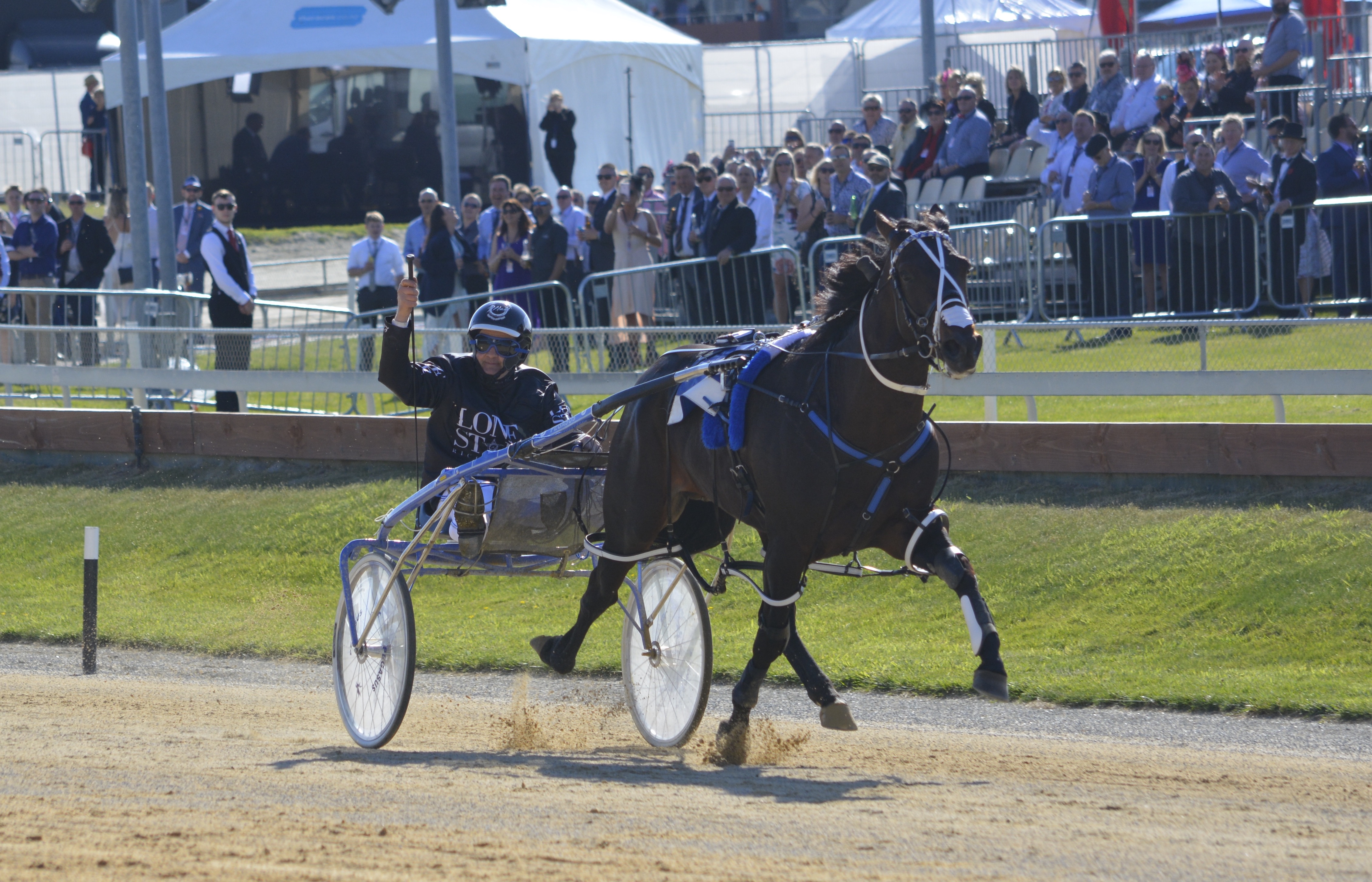 Lazarus wins his second New Zealand Cup at Addington today for driver Mark Purdon. Photo: JONNY...