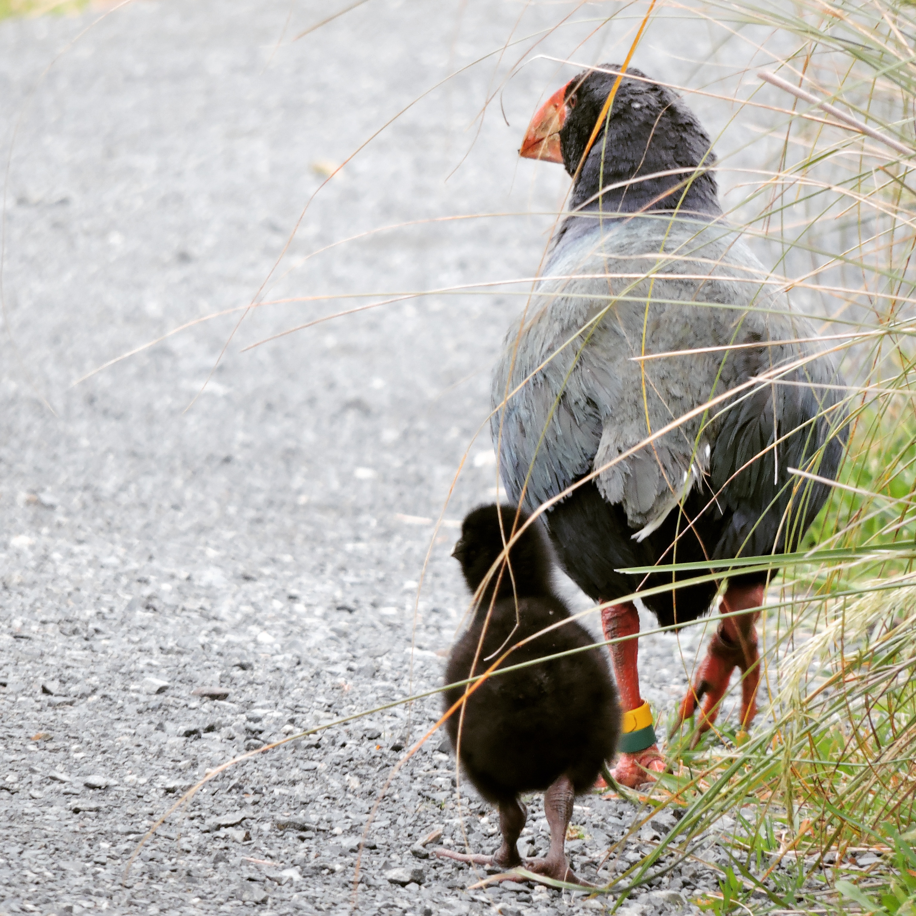 Takahe at the Orokonui Ecosanctuary.